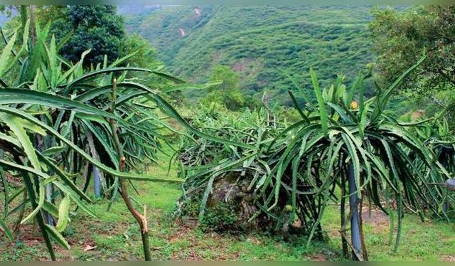Cultivo de pitahaya en la selva, donde se produce particularmente la amarilla o blanca.   