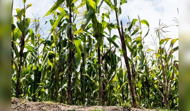 Los cultivos de maíz blanco del Urubamba producen un choclo único.   