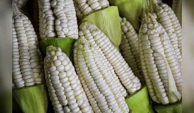 El blanco gigante del Cusco es el maíz más grande que se produce en el Perú.   