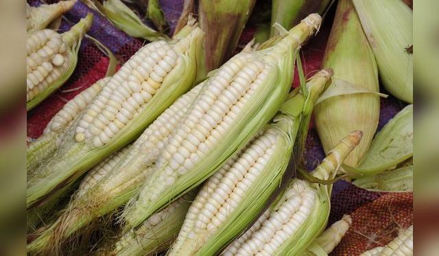 La mazorca puede llegar a medir hasta 30 cm; los granos son los más grandes y tiernos del Perú.    