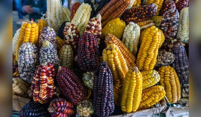 De las más de 50 variedades de razas de maíz, ninguna tan exitosa ni sabrosa como el Maíz Blanco del Valle Sagrado.   