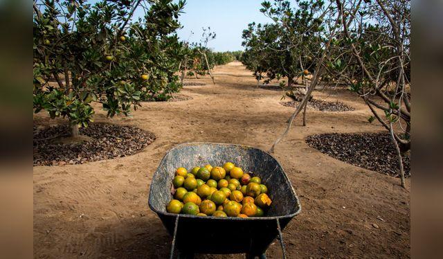 Hay plantaciones dedicadas al lúcuma; aunque también hay muchas plantas en chacras familiares donde crece con otros frutales. <strong>Foto: Helados Ovni.</strong>    