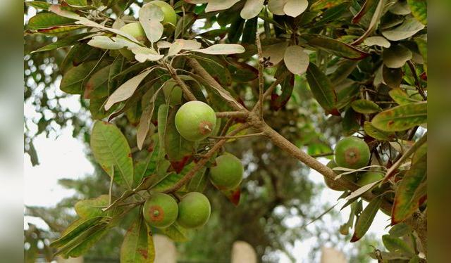 El lúcuma crece entre los 0 y 3.000 msnm. Lima es la principal productora.   