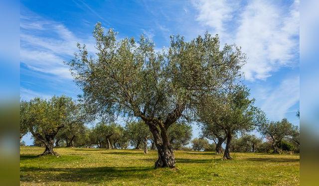Los árboles de olivo pueden vivir cientos de años, como algunos que se encuentran en el bosque de El Olivar de San Isidro.   