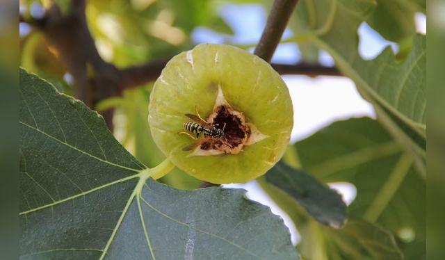 La avispa es la polinizadora del higo, para lo cual entra y deposita sus huevos.    