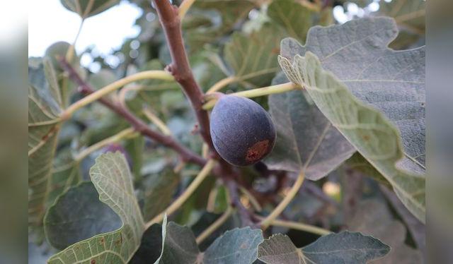 En el valle de Asia (Cañete), cuando baja la niebla en verano, los higos están en su punto de cosecha.   