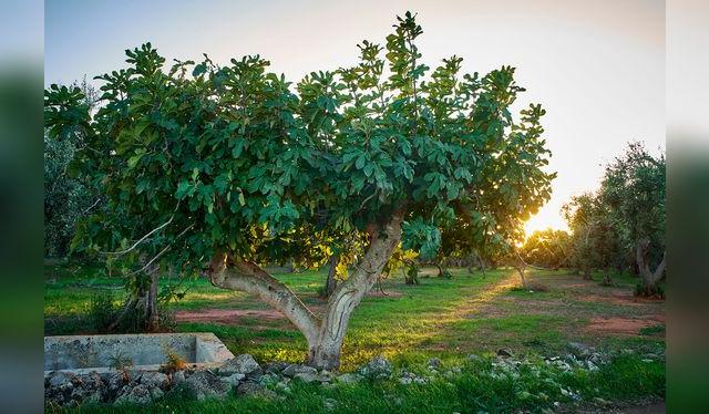 La higuera es uno de los primeros árboles domesticados por el hombre.   
