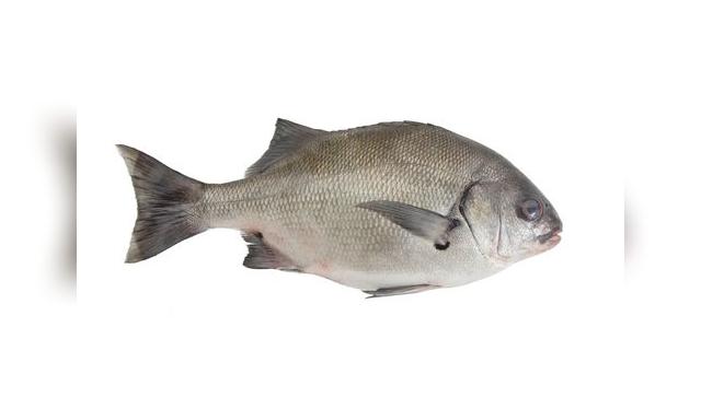 La chita suele usarse mucho en el sudado, pero muchas veces no se respeta la talla o peso mínimo. La chita suele usarse mucho en el sudado, pero muchas veces no se respeta la talla o peso mínimo.