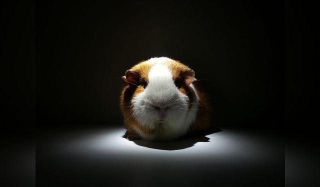 La soba del cuy aún se realiza como una especie de diagnóstico, especialmente en las regiones rurales de la sierra.   