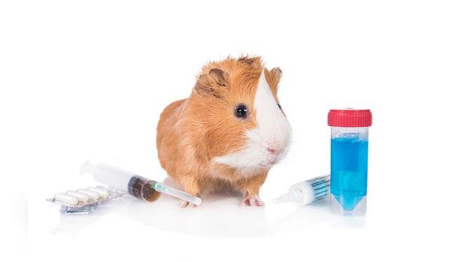 Usado como sujeto de experimentaciones científicas, el conejillo de indias ha sido clave en muchos descubrimientos en beneficio para el hombre.   