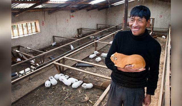 La crianza de cuyes también es una fuente de ingreso para 800 mil familias a nivel nacional.    