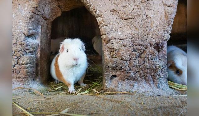 En muchas regiones, es común criar cuyes en la misma casa, donde se alimentan de sobras de comida.   