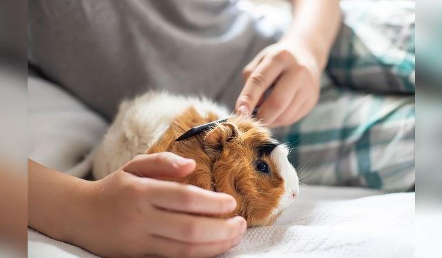 Aunque en muchos países lo tienen como mascota, el cuy es un alimento para gran parte de la comunidad andina.   