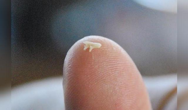 El zorrito es un hueso minúsculo ubicado en el interior de los oídos del cuy; el juego consiste en encontrarlo.    