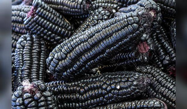 El maíz morado debe estar bien seco y soleado. El maíz morado debe estar bien seco y soleado.