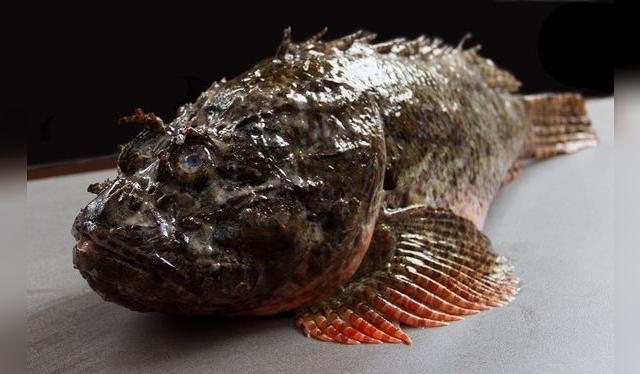 El pez diablo es una joya que se presta muy bien; pero tiene precio alto. Foto: <strong><a href="https://www.facebook.com/LaMarCebicheriaPeruanaLima/">La Mar Cebichería Peruana</a></strong> El pez diablo es una joya que se presta muy bien; pero tiene precio alto. Foto: <strong><a href="https://www.facebook.com/LaMarCebicheriaPeruanaLima/">La Mar Cebichería Peruana</a></strong>