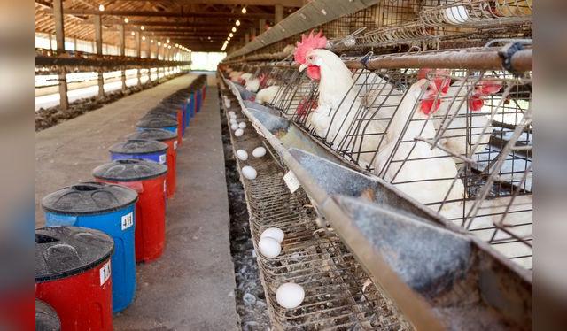 Los huevos son potenciales portadores de bacterias, por lo que hay que tomar las medidas de higiene adecuadas. Los huevos son potenciales portadores de bacterias, por lo que hay que tomar las medidas de higiene adecuadas.