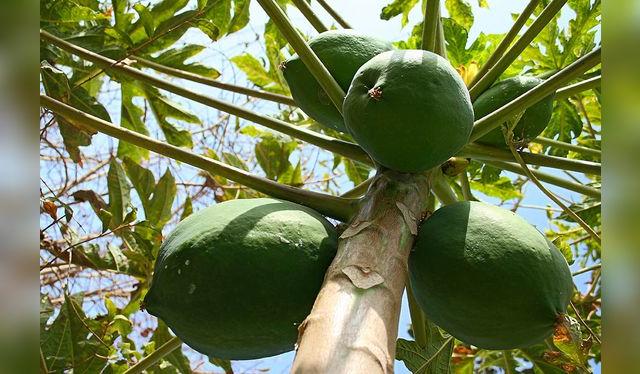 El papayo crece en casi todo el Perú, pero necesita condiciones favorables —mucho sol— para florecer y dar frutos.    