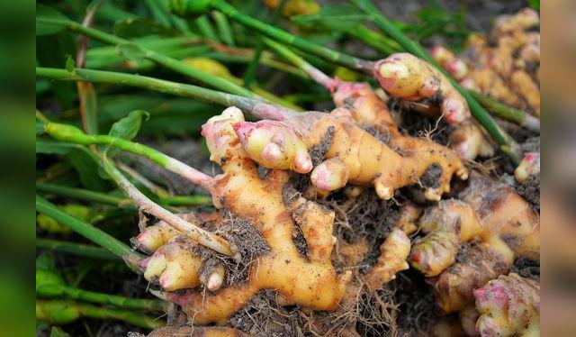 En el Perú, el cultivo de kion se da de forma principalmente orgánica en la región de Junín. En el Perú, el cultivo de kion se da de forma principalmente orgánica en la región de Junín.