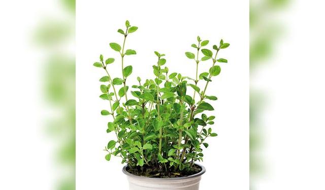 Puedes tenerla en una maceta o en tu huerto. no requiere cuidados especiales, solo sol y buena tierra.    