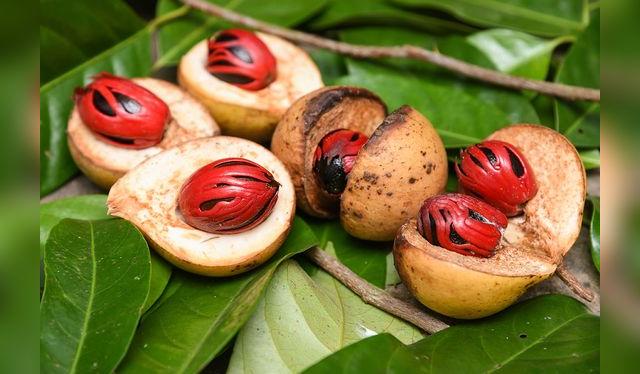 La nuez viene envuelta en una película rojiza que también se usa como especia: el macís. La nuez viene envuelta en una película rojiza que también se usa como especia: el macís.