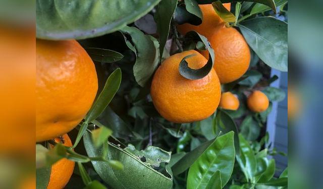 Este híbrido necesita un árbol patrón donde poder ingertarlo.   