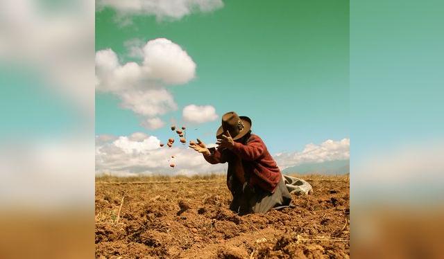Las mujeres cumplen un papel clave en la cosecha de la papa.    