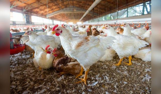 La crianza de pollos no incluye hormonas, pero sí una alimentación acorde con su edad.   