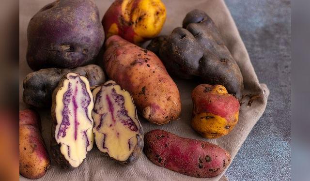 Los andes son la cuna de la papa, de la cual atesoramos miles de variedades.   