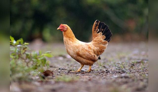 La gallina criolla colorada es buena para el caldo.    