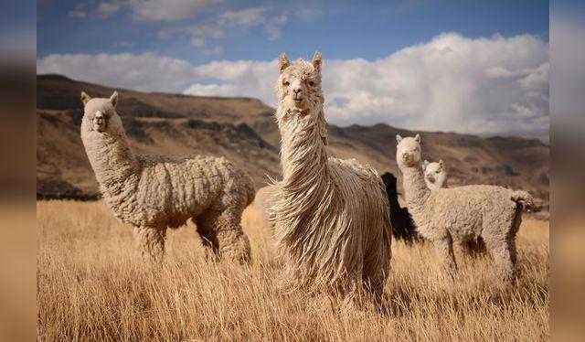 La carne de alpaca es muy nutritiva; aunque el camélido es más conocido por su lana.   