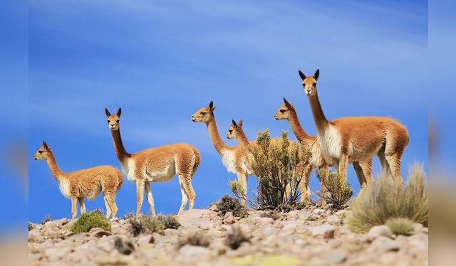 ¿Sabías que la alpaca es una especie derivada de la domesticación de la vicuña hace miles de años?   