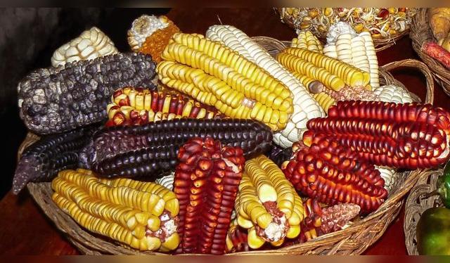 Variedades de maíz para hacer chicha.   
