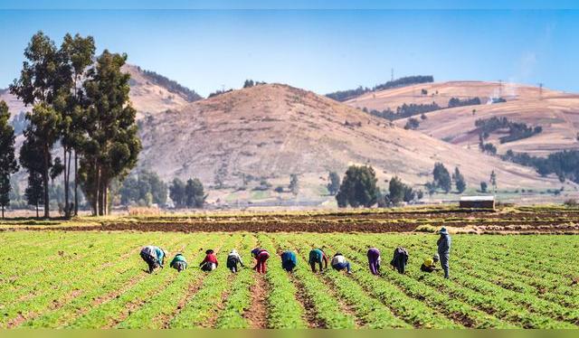 Los trabajos comunales o comunitarios se recompensan con un plato de puca picante. Los trabajos comunales o comunitarios se recompensan con un plato de puca picante.