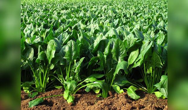 Por estar en contacto con la tierra, hay que lavar bien la espinaca.   