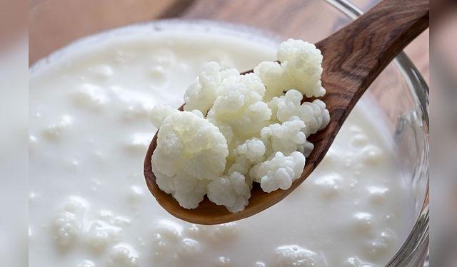 Las bacterias de kéfir tienen una apariencia de coliflor.   