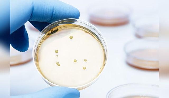 Cultivo de <em>Lactobacillus bulgaricus</em> que se usa para la elaboración de yogur.   