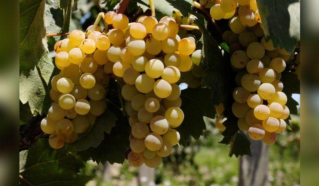 Las uvas pisqueras son ocho, y los estilos, tres: pero las posibilidades de expresión del pisco peruano son infinitas.   