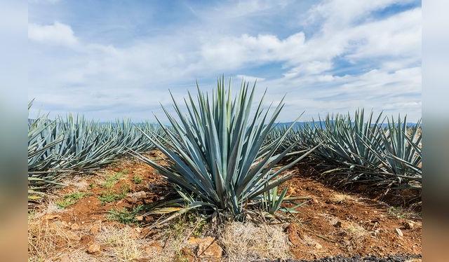 Los agaves son nativos de América; para el tequila se usa exclusivamente el agave azul. Los agaves son nativos de América; para el tequila se usa exclusivamente el agave azul.