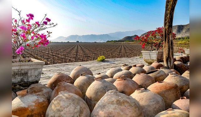Típico paisaje de la costa sur peruana, tierra pisquera. Típico paisaje de la costa sur peruana, tierra pisquera.