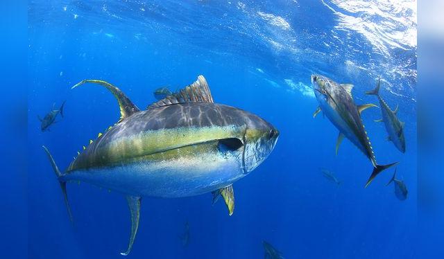 Los túnidos son especies de distintos tamaños. El atún aleta amarilla es uno de los más grandes.     