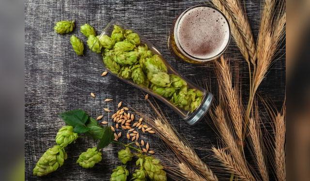 Lúpulo y cebada son los ingredientes más habituales de las cervezas que conocemos.   