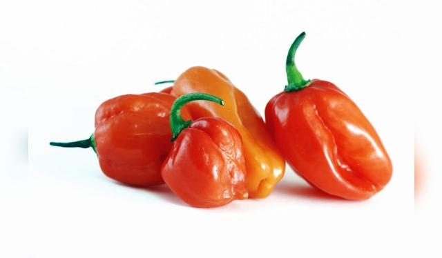 Nativo de América del Sur, lleva su nombre por la ciudad cubana. Nativo de América del Sur, lleva su nombre por la ciudad cubana.