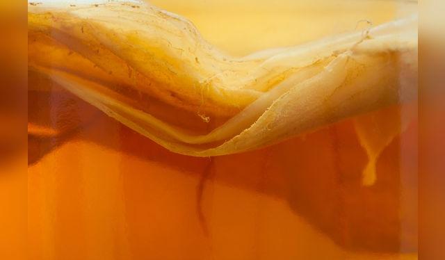 El scoby es como una nata gelatinosa que flota en la superficie del kombucha.    