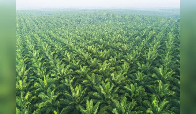 Los cultivos de palma aceitera ponen en riesgo grandes extensiones de bosques primarios. Los cultivos de palma aceitera ponen en riesgo grandes extensiones de bosques primarios.