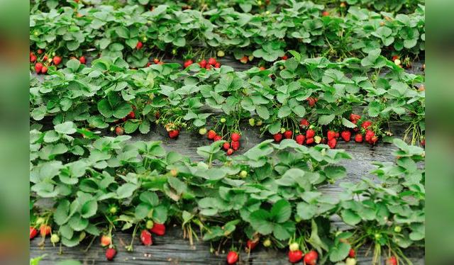 Como crecen al ras del piso, las fresas requieren un cuidado especial antes de comerlas.   