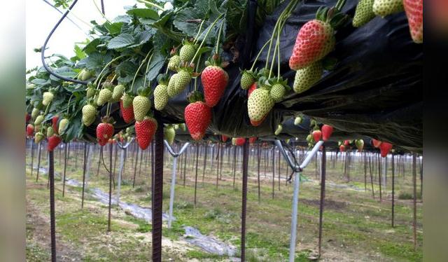 Los cultivos hidropónicos con una gran solución en lo que respecta a sanidad.    