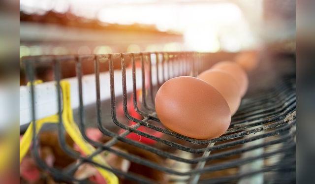 Por su naturaleza y forma de producción, los huevos están expuestos a muchos agentes infecciosos. Por su naturaleza y forma de producción, los huevos están expuestos a muchos agentes infecciosos.