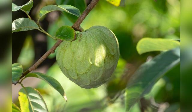 Las mejores chirimoyas se producen en los valles cálidos andinos. Las mejores chirimoyas se producen en los valles cálidos andinos.