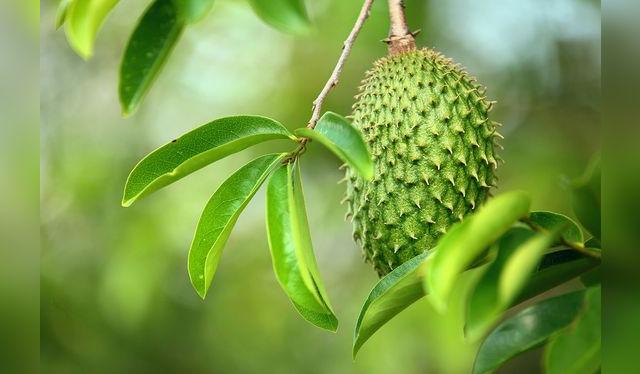 La guanábana puede llegar a medir más de 30 cm. La guanábana puede llegar a medir más de 30 cm.